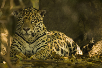 jaguar